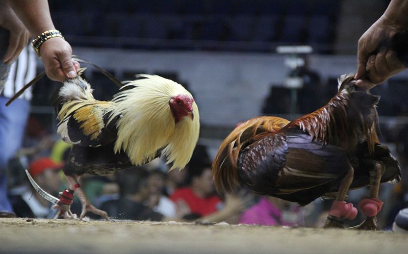 TRIAD4D : BANDAR LIVE SABUNG AYAM TERBAIK DAN TERPERCAYA DI INDONESIA
