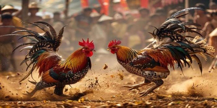 PWK4D : LOGIN PLATFORM SABUNG AYAM ONLINE GAMPANG MENANG HARI INI