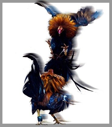 Sabung Ayam : Metode Bertaruh yang Kental Akan Nuansa Budaya