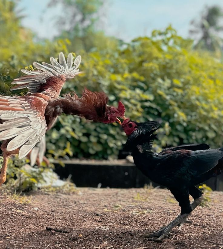 UGMJP : DAFTAR BANDAR SABUNG AYAM ONLINE TERBAIK BEBAS BLOKIR