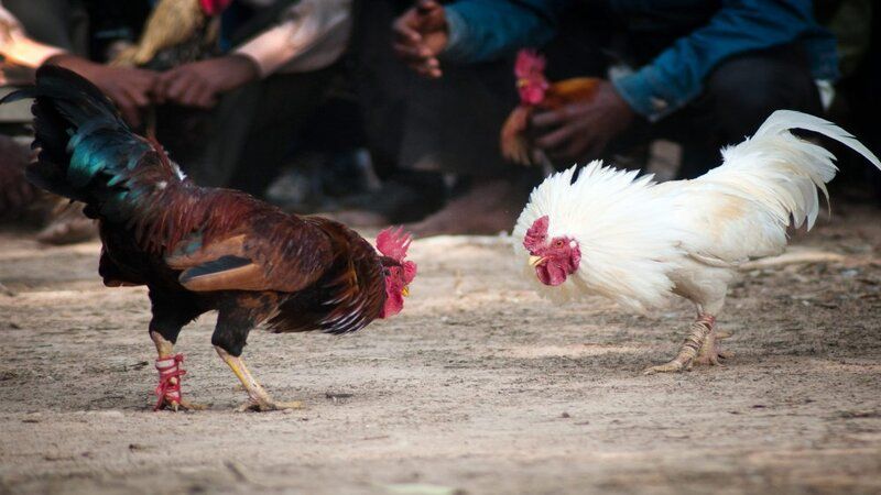 Emas69 Sabung Ayam Online Live dengan Pertarungan Spektakuler dan Hadiah Besar
