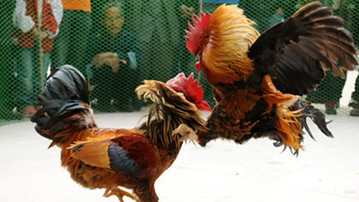 TRIADJITU Sabung Ayam Streaming Langsung Agenda Lengkap dan Sorotan