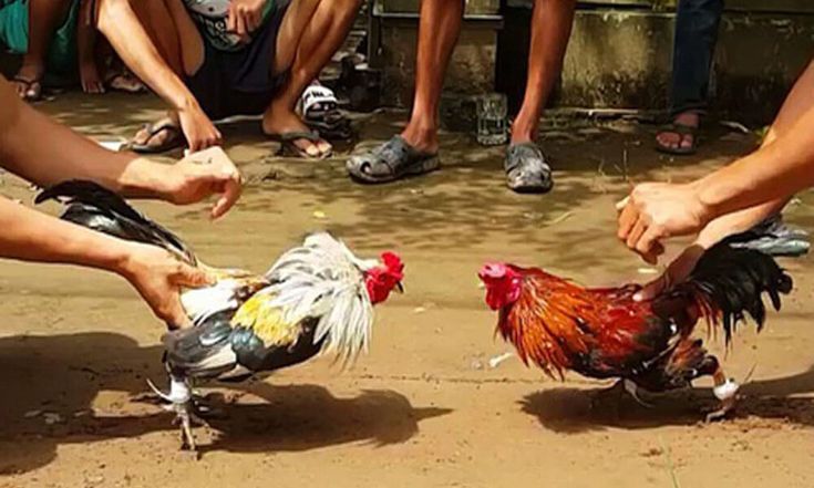 Triadmacau Arena Sabung Ayam Digital: Laga Spektakuler, Teknologi Live HD, dan Hadiah Besar